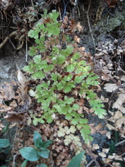 Adiantum concinnum