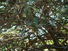 Leptotila megalura