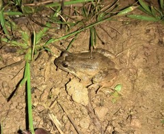 Leptodactylus podicipinus