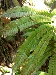 Adiantum pulverulentum