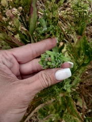Bunias orientalis