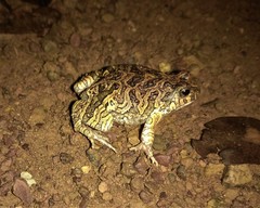 Physalaemus marmoratus