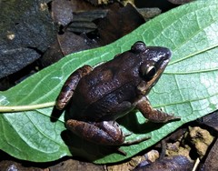 Leptodactylus mystaceus