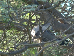 Leptotila megalura