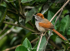 Sooty-Fronted Spinetail photo 5