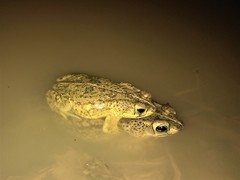 Rhinella mirandaribeiroi