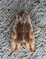 Lithophane petulca