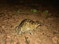 Physalaemus nattereri