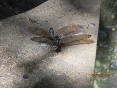 Gynacantha membranalis
