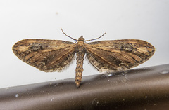 Eupithecia subapicata