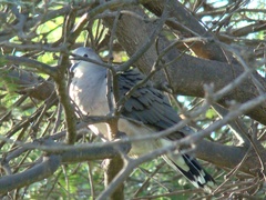 Leptotila megalura