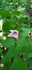 Lycianthes ciliolata