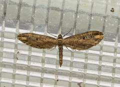 Eupithecia subapicata