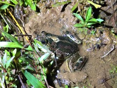 Pseudis bolbodactyla