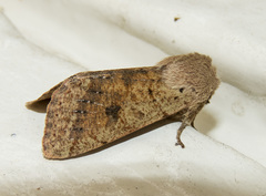 Orthosia pacifica