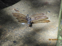 Gynacantha membranalis