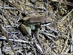 Leptodactylus mystacinus