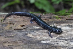 Plethodon teyahalee