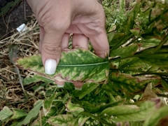 Bunias orientalis