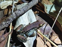 Leptodactylus mystacinus