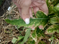 Bunias orientalis