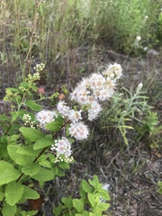 Spiraea alba latifolia