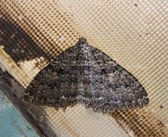 Triphosa californiata