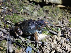 Physalaemus marmoratus