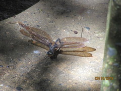 Gynacantha membranalis