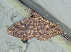 Triphosa californiata