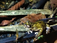Dendropsophus melanargyreus