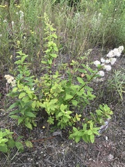 Spiraea alba latifolia