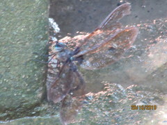 Gynacantha membranalis