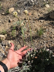Eriogonum latens