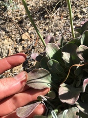 Eriogonum latens