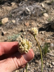 Eriogonum latens