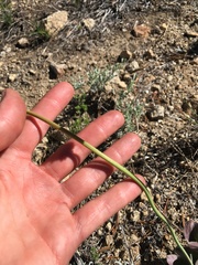 Eriogonum latens