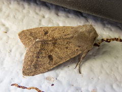 Orthosia pacifica