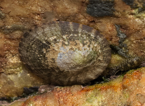 Nipponacmea nigrans