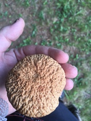 Leccinellum rugosiceps