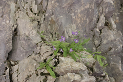 Pinguicula longifolia