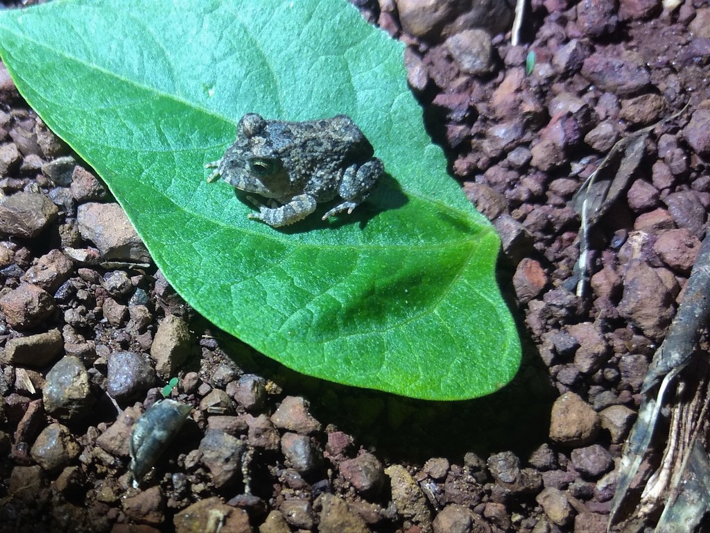 Proceratophrys branti