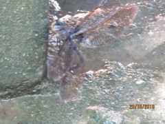 Gynacantha membranalis