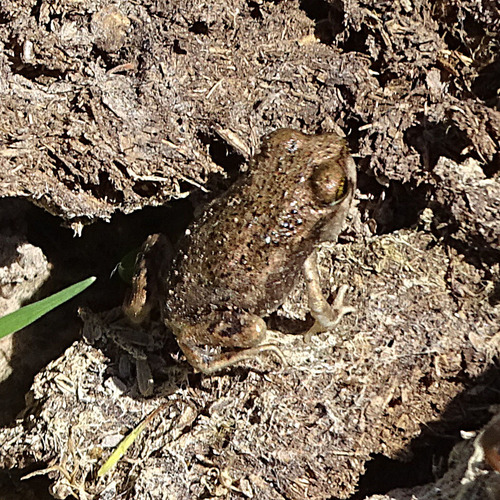 Couch's Spadefoot