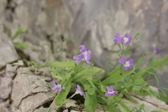 Pinguicula longifolia