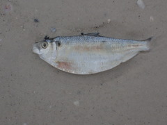 Opisthonema oglinum