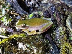 Dendropsophus rubicundulus