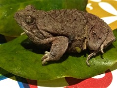 Physalaemus nattereri