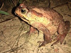 Rhinella rubescens