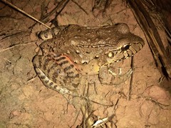 Leptodactylus labyrinthicus